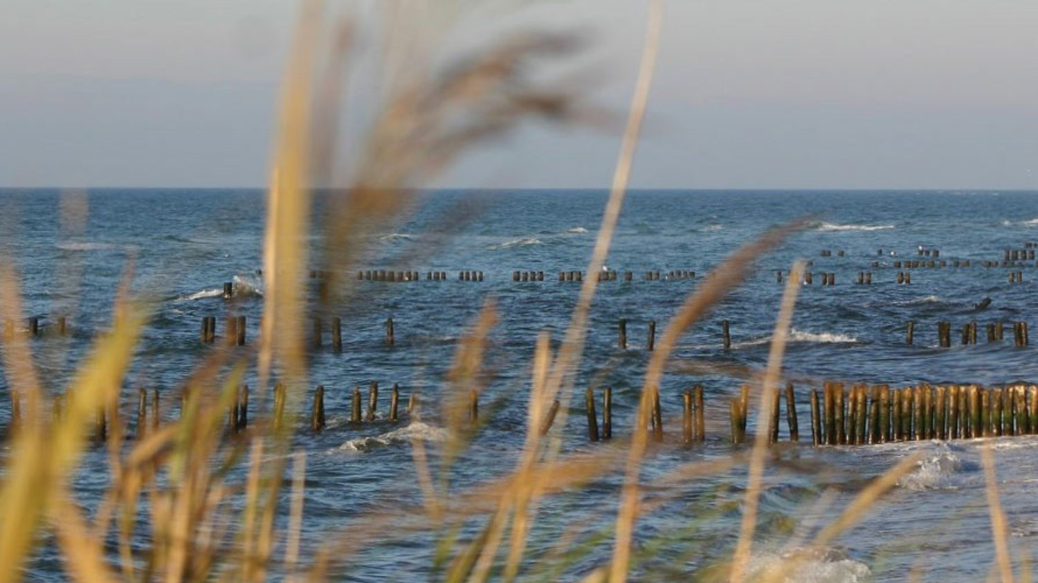 Raue Ostsee mit Buhnen und Schilf im Vordergrund