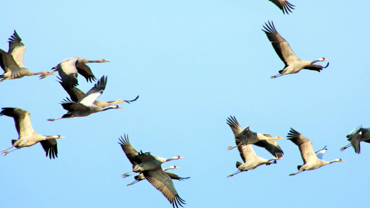Kraniche im Flug mit blauem Himmel