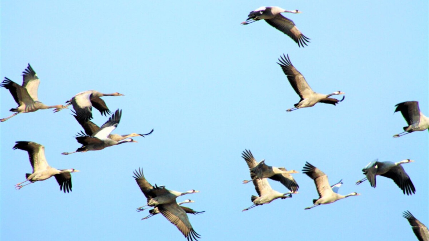 Kraniche im Flug mit blauem Himmel