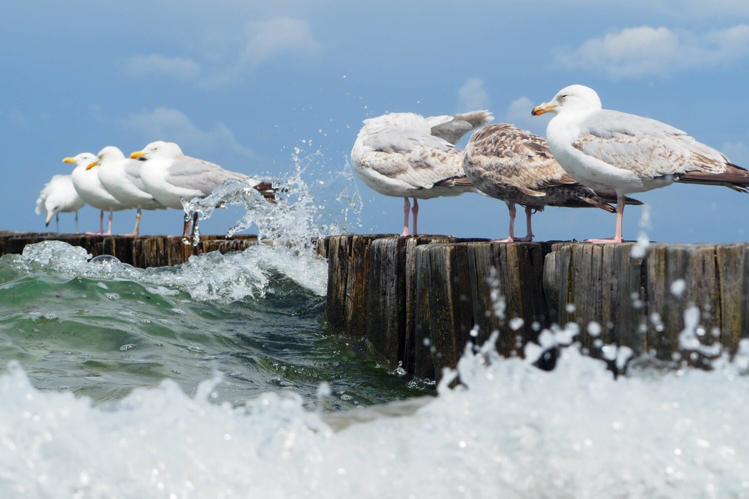 Möwen auf Buhne mit Wasserspritzer