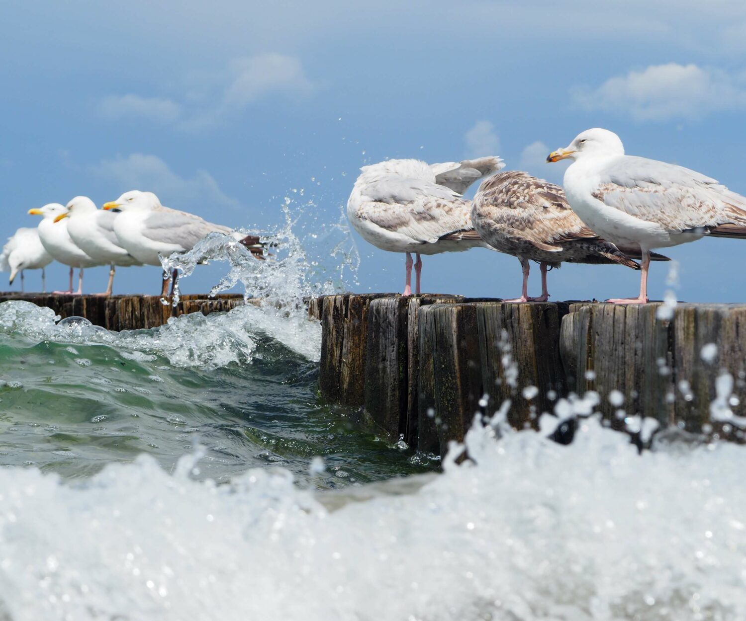Möwen auf Buhne mit Wasserspritzer