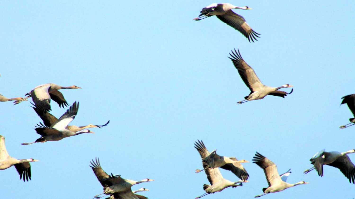 Kraniche im Flug mit blauem Himmel.